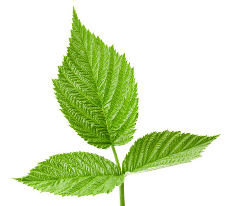 Raspberry leaf isolatedの写真素材