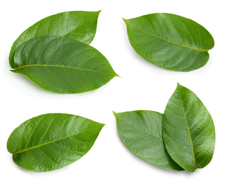 Nut leaves isolated on whiteの写真素材