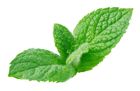Fresh mint isolated on whiteの写真素材