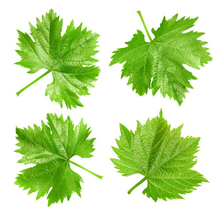 Grapes leaf isolated on whiteの写真素材