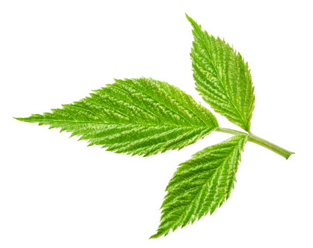 Raspberry leaf isolated on whiteの写真素材