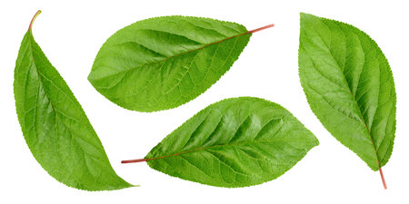 Plum leaves isolated on whiteの写真素材