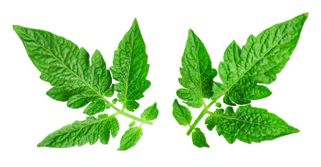 Tomato leaves isolated on white.の写真素材