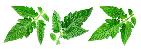 Tomato leaf isolated on whiteの写真素材