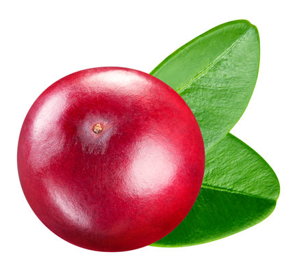 Cranberry isolatedの写真素材