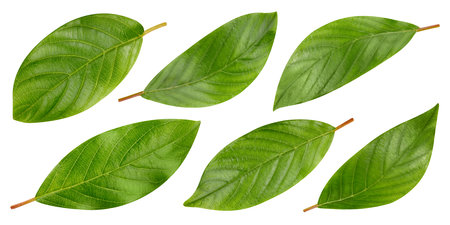 Nut leaves Clipping Pathの写真素材