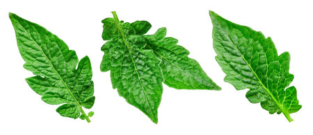 Tomato leaf isolated on whiteの写真素材