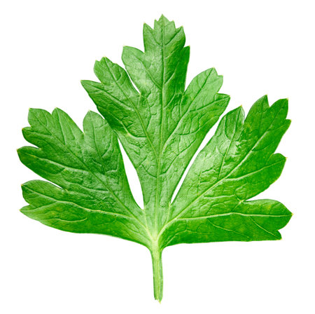 Parsley isolated on whiteの写真素材