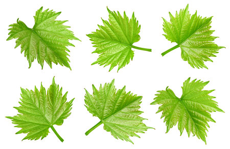 Grapes leaf isolated on whiteの写真素材