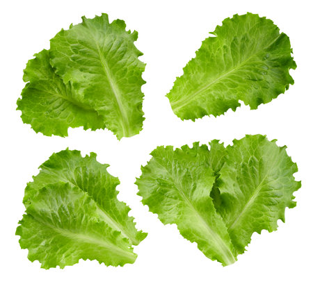 lettuce leaves isolated on whiteの写真素材
