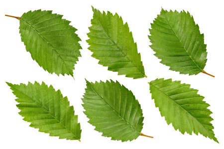 Hazelnut leaves isolated on whiteの写真素材