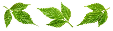 Raspberry leaves isolated on whiteの写真素材