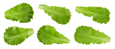 lettuce leaves isolated on whiteの写真素材