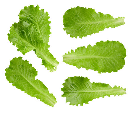 lettuce leaves Clipping Pathの写真素材