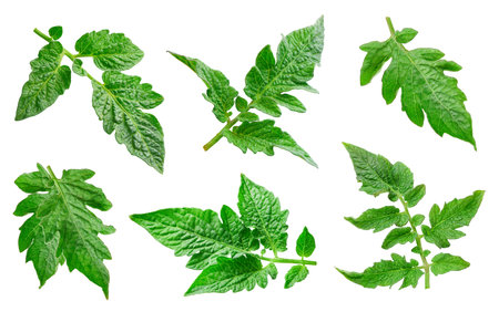 Tomato leaf isolated on whiteの写真素材