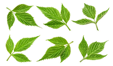 Raspberry leaf isolatedの写真素材