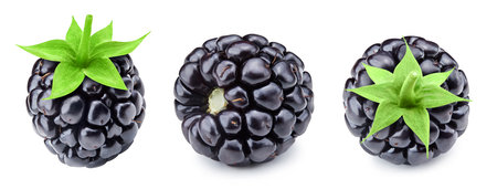 Ripe blackberry collection isolated on whiteの写真素材