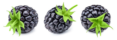 Ripe blackberry collection isolated on white backgroundの写真素材
