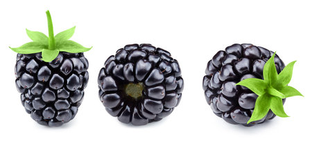 Ripe blackberry collection isolated on white backgroundの写真素材