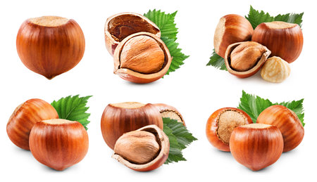 Hazelnuts isolated on whiteの写真素材