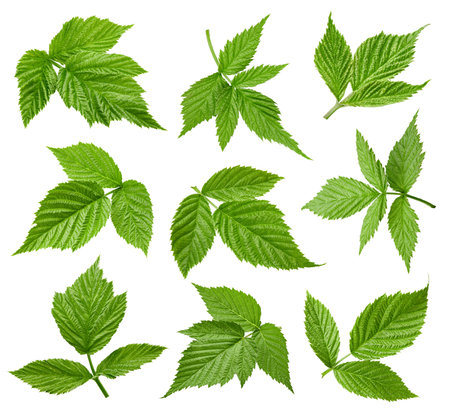 Raspberries leaves isolated on a white backgroundの写真素材