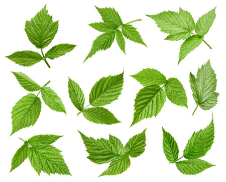 Raspberry leaves isolated on a white backgroundの写真素材