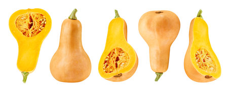 Butternut squash isolated on white with clipping path. Butternut pumpkin collection and slice. Best studio food photographyの写真素材