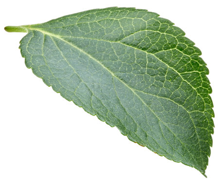 Plum leaves isolatedの写真素材
