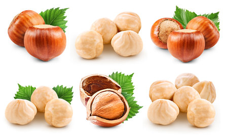Hazelnuts isolated on whiteの写真素材