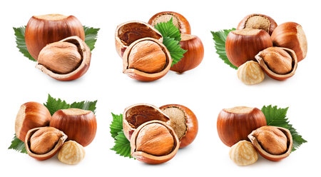 Hazelnuts isolated on whiteの写真素材