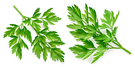 Fresh parsley isolated on whiteの写真素材