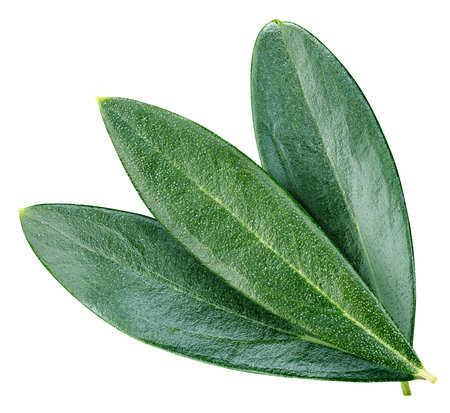 Olive green leaves isolated on white background. Olive leaves Clipping Pathの写真素材