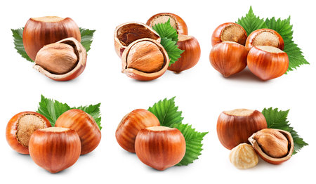 Hazelnuts collection isolated on white backgroundの写真素材