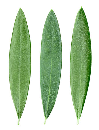 Olive green leaves isolated on white background. Olive leaves Clipping Pathの写真素材