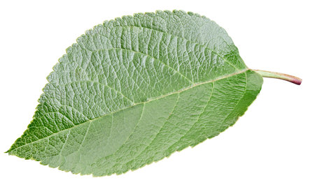 Apple leaf isolated on white background.の写真素材