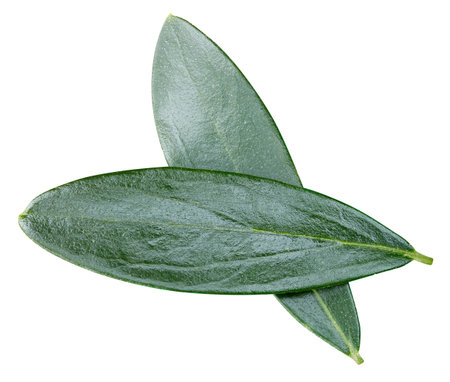 olive leaf isolated on whiteの写真素材