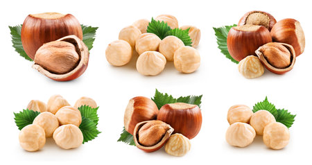 Hazelnuts collection isolated on white backgroundの写真素材