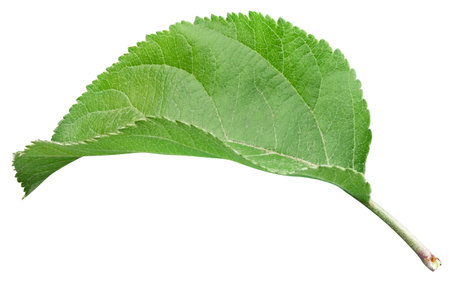 Green apple leaf isolated on whiteの写真素材
