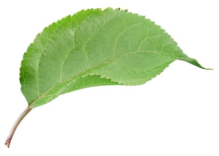Apple leaves isolated on white background. One Leaf Apple Clipping Path.の写真素材