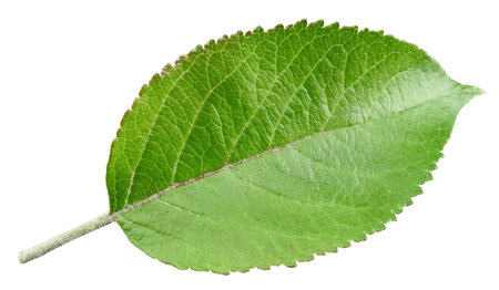 Apple leaf isolated on white background.の写真素材