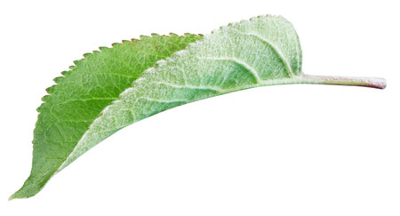Apple leaves isolated on white background. One Leaf Apple Clipping Path.の写真素材
