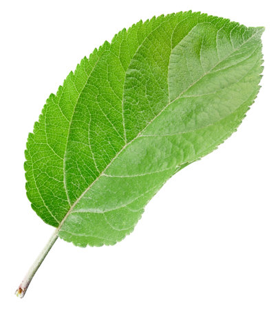 Apple leaves isolated on white background. One Leaf Apple Clipping Path.の写真素材