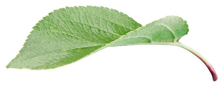 Green apple leaf isolated on white background. Leaves Apple Clipping Path.の写真素材