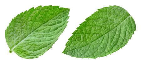 Mint leaf isolated.Clipping path mintの写真素材