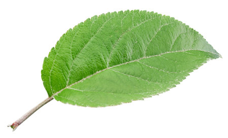 Apple leaves isolated on white background. One Leaf Apple Clipping Path.の写真素材