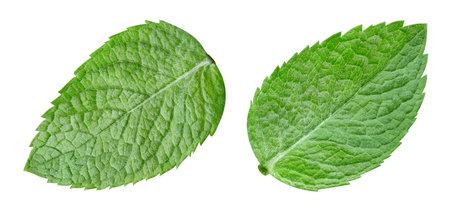 Mint leaf collection set. Mint full macro on white . Mint leaf  .の写真素材