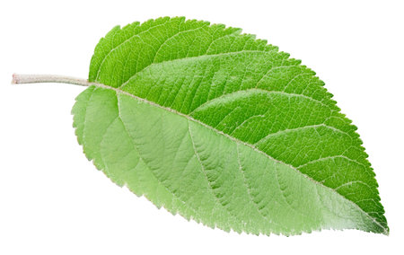 leaves  on white background.の写真素材