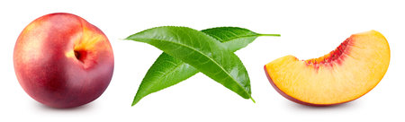 Peach leaf isolated clipping path. Collection peach on white background. peach macro studio photo.の写真素材
