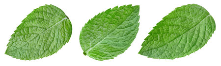 Collection mint isolated on white background. Mint leaf clipping path. Mint macro studio photoの写真素材