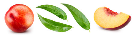 Peach fruit  leaf  on white background. Collection peach  . Full depth  fieldの写真素材